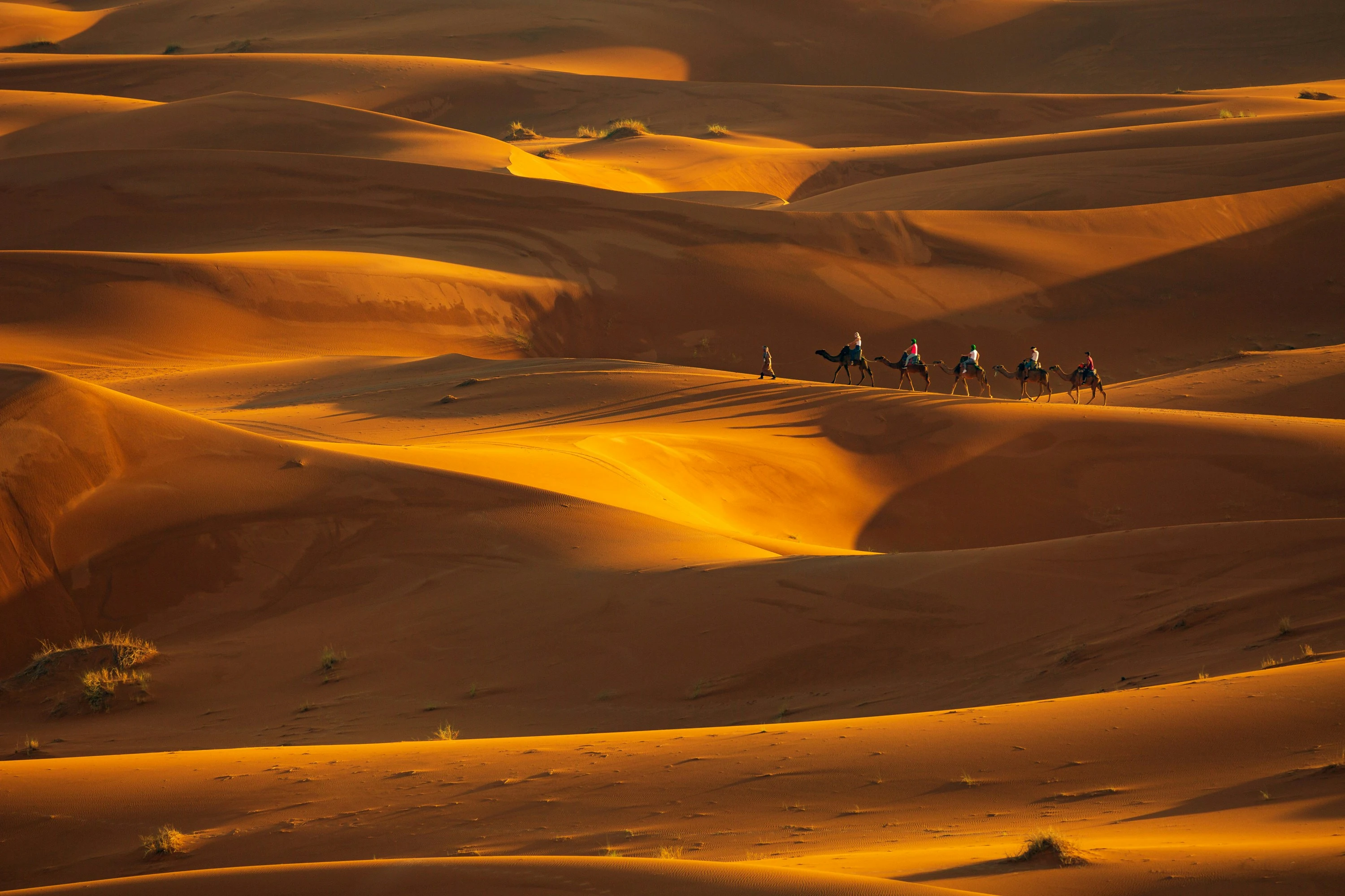 Camel caravan crossing the Sahara Desert dunes near Merzouga in Morocco